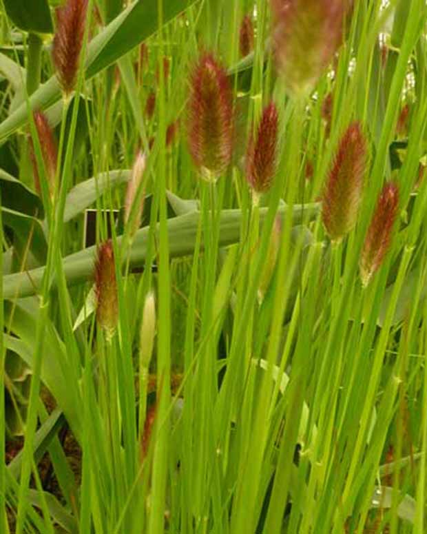 Lampepoetsersgrasde Thunberg Red Buttons - Pennisetum thunbergii red buttons (massaicum) - Type plant