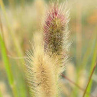 Pennisetum thunbergii red buttons (massaicum)