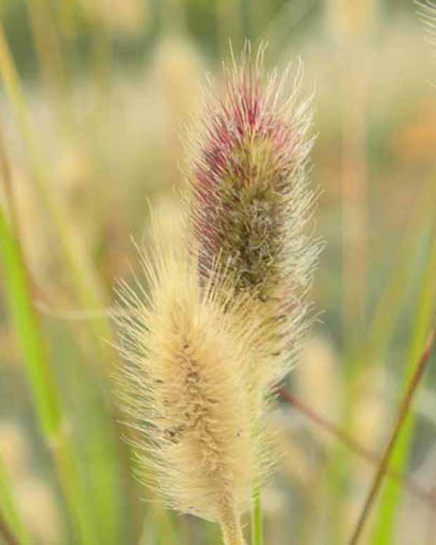 Pennisetum thunbergii red buttons (massaicum)