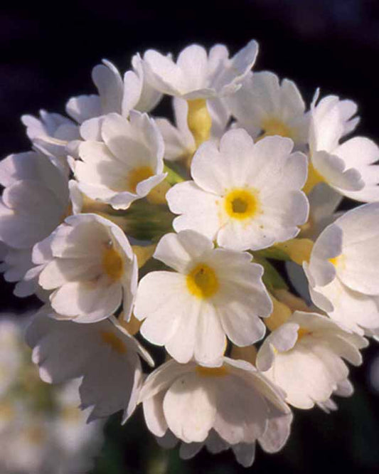 Sleutelbloem - Primula denticulata alba - Tuinplanten