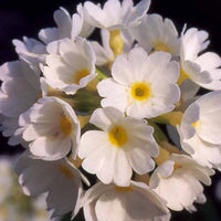 Sleutelbloem - Primula denticulata alba - Vaste planten