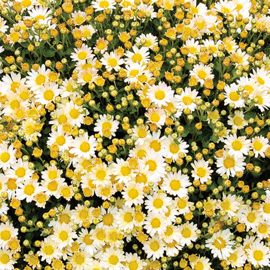 Pacifische chrysant Bengo Weiss - Bakker