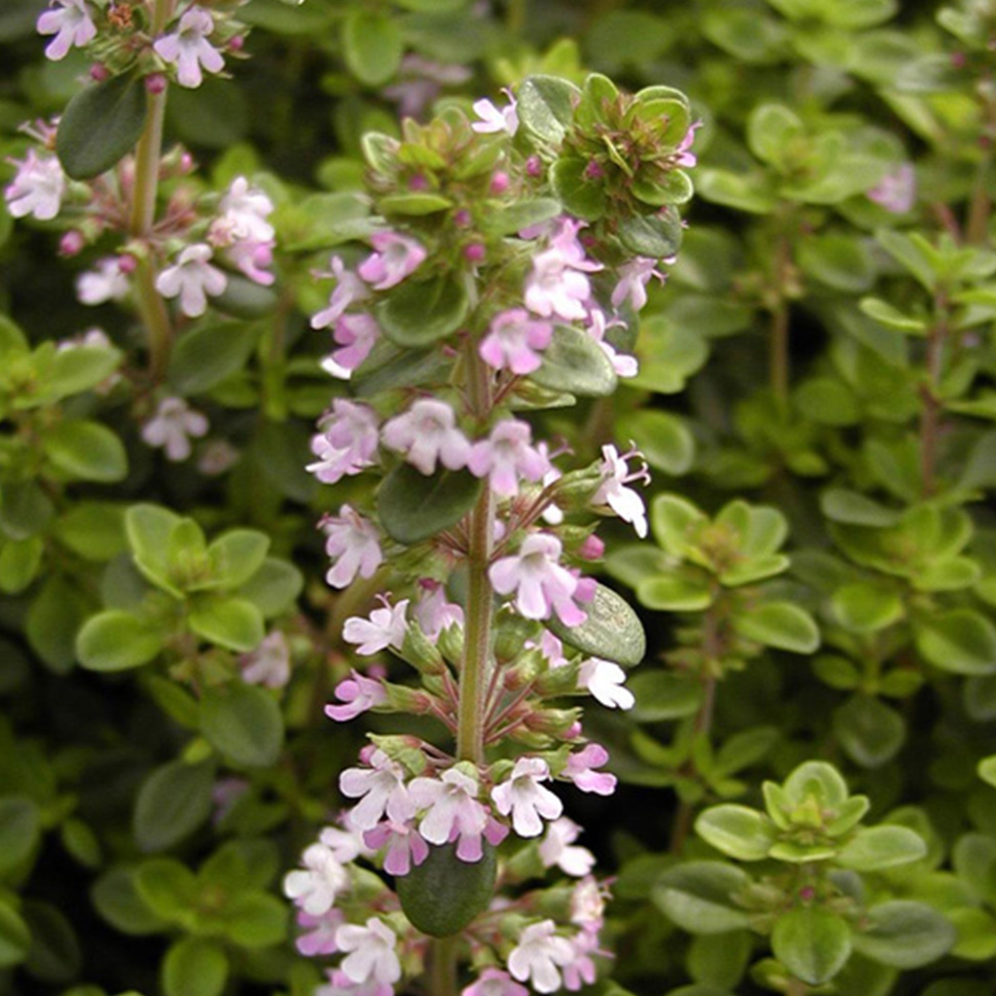 Wilde tijm - Thymus serpyllum - Bakker