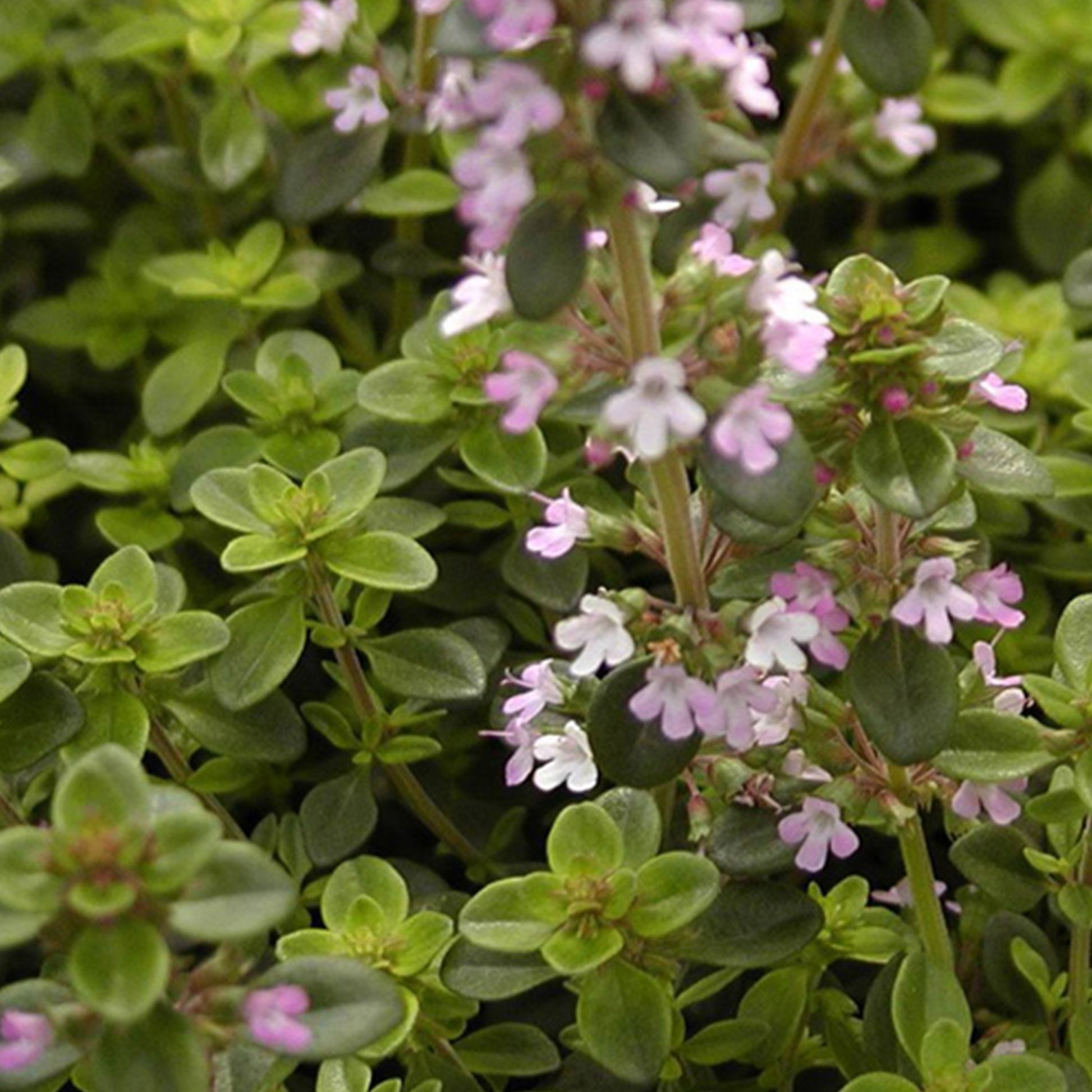 Thymus serpyllum - Wilde tijm - Bodembedekkers