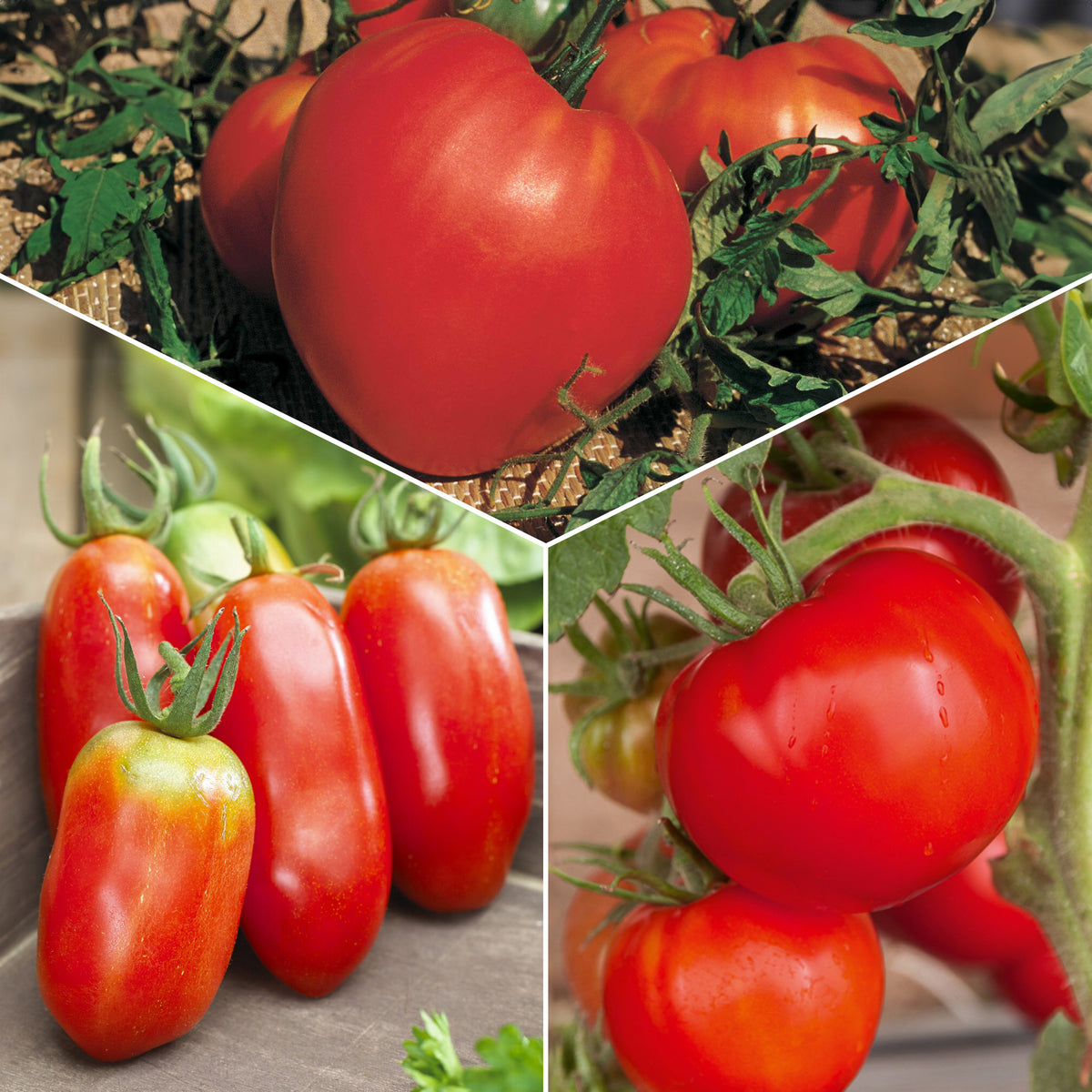 Tomatenmix 'Coeur de Boeuf' + 'St. Pierre' + 'San Marzano' - Bakker