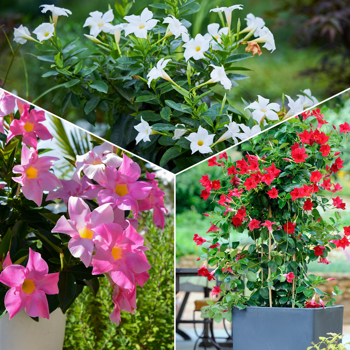 Dipladenia - Chileense jasmijn (x3) - Chileense jasmijn - Mandevilla