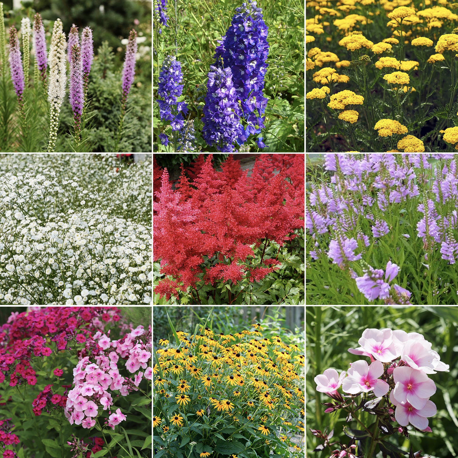 Vaste planten borderpakket - ca. 6 m² - Delphinium, Phlox, Liatris, Gypsophila, Rudbeckia, Physostegia, Astilbe, Achillea - Tuinplanten