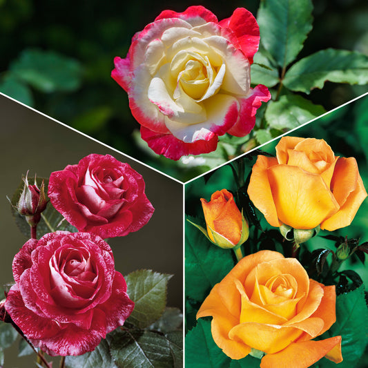 Collectie grootbloemige rozen ( Famosa +  Whisky +  Double Delight) (x3) - Bakker