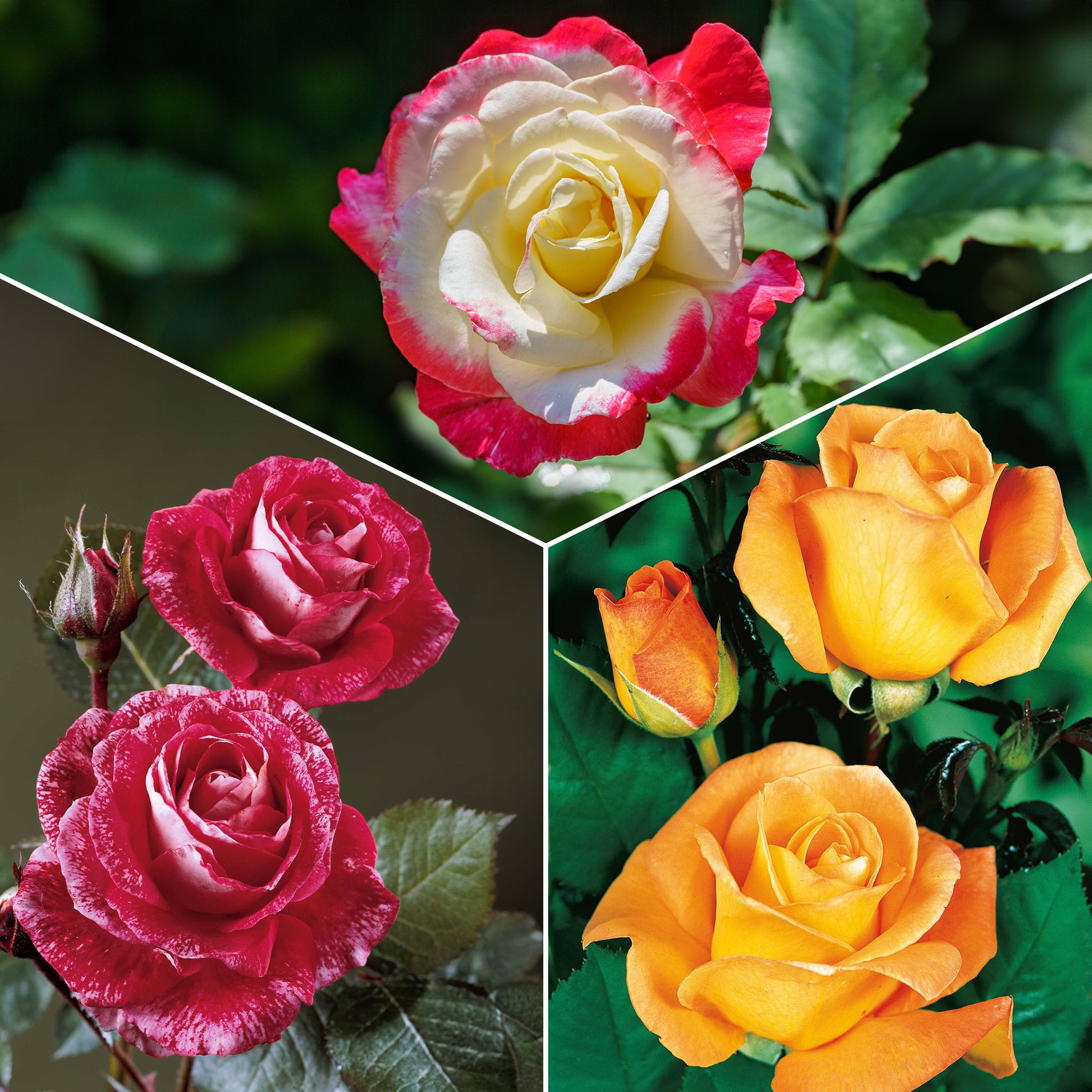 Collectie grootbloemige rozen ( Famosa +  Whisky +  Double Delight) (x3) - Rosa 'famosa', 'whisky', 'double delight' - Rozen