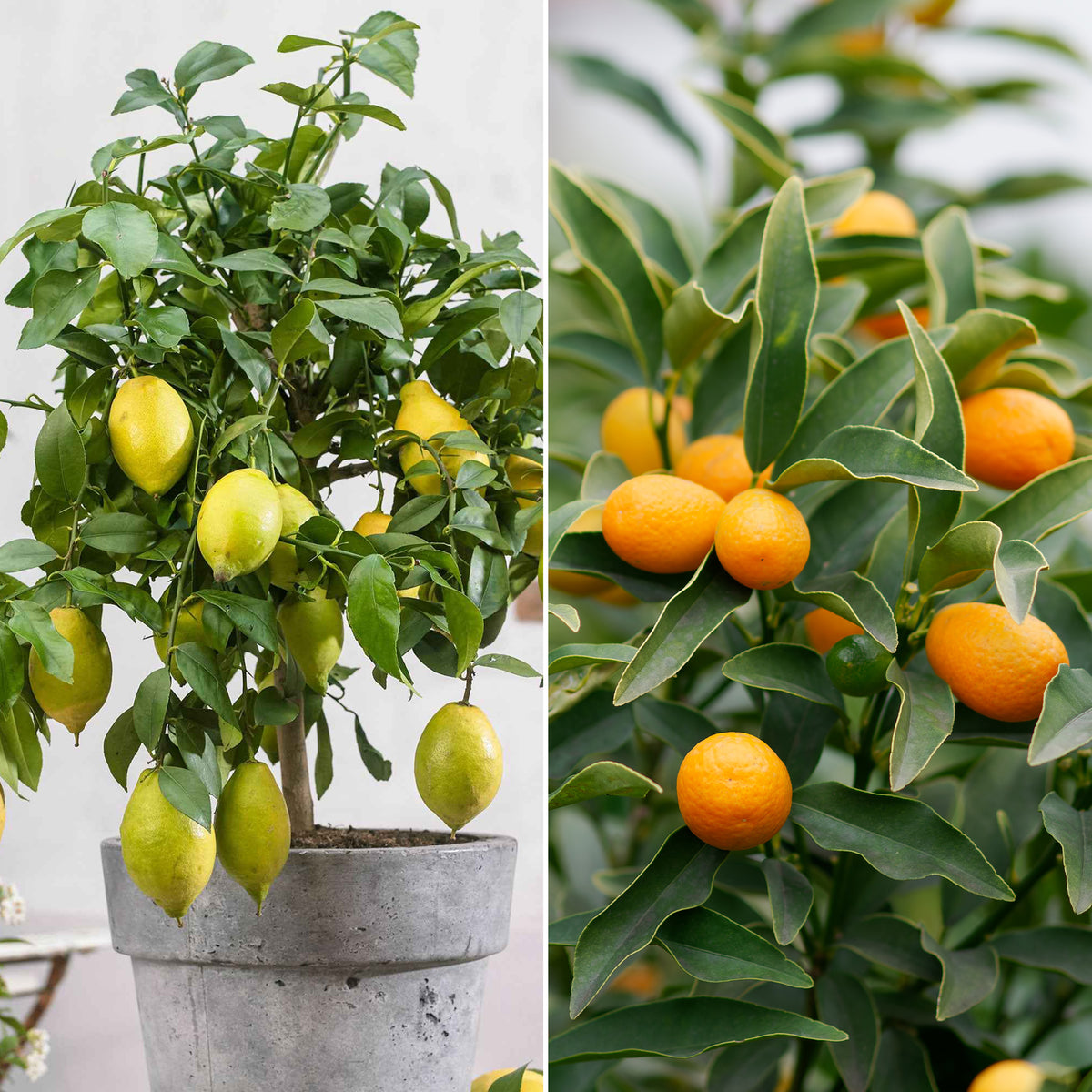 Collectie van kumquat- en citroenbomen (x2) - Bakker