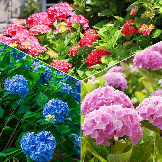 Hortensia Collectie: rood, blauw, roze (x3) - Bakker