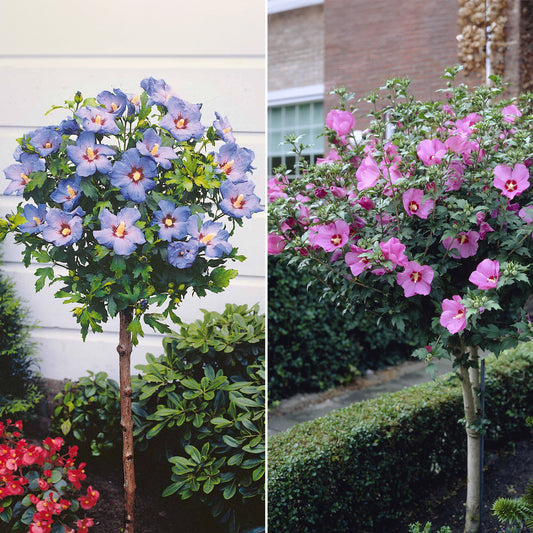 Collectie tuinhibiscus op stam (x2) - Hibiscus syriacus - Heesters en vaste planten