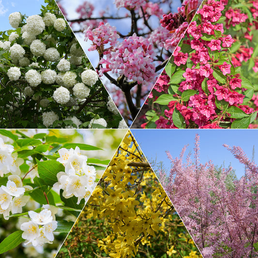 Vier seizoenen Collectie - Viburnum opulus Roseum, Viburnum x bodnantense Dawn, Weigelia Bristol Ruby, Philadelphus virginal, Forsythia spectabilis, Tamarix ramosissima - Tuinplanten