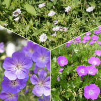 Winterharde geranium Mix 'Katharine Adèle' + hymalayense (x9) - Geranium oxonianum katharine adèle , himalayense,