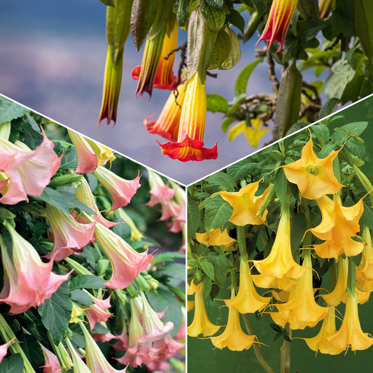 Collectie Brugmansia's: rood, geel enroze (x3) - Brugmansia - Terras- en balkonplanten