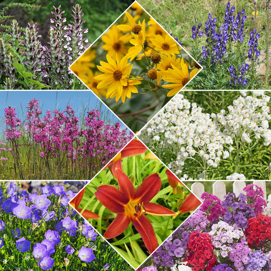 Bloeiende vaste planten borderpakket - ca. 2 m² - Bakker