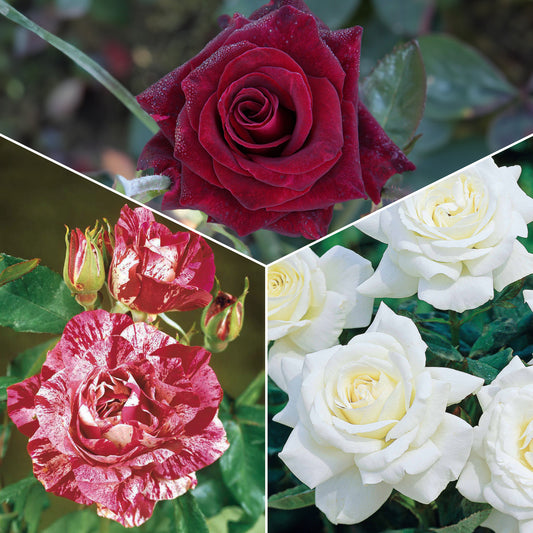 Collectie grootbloemige rozen (Black Baccara, Candy stripe, Helga) (x3) - Rosa 'black baccara', 'candy stripe', 'helga' - Tuinplanten