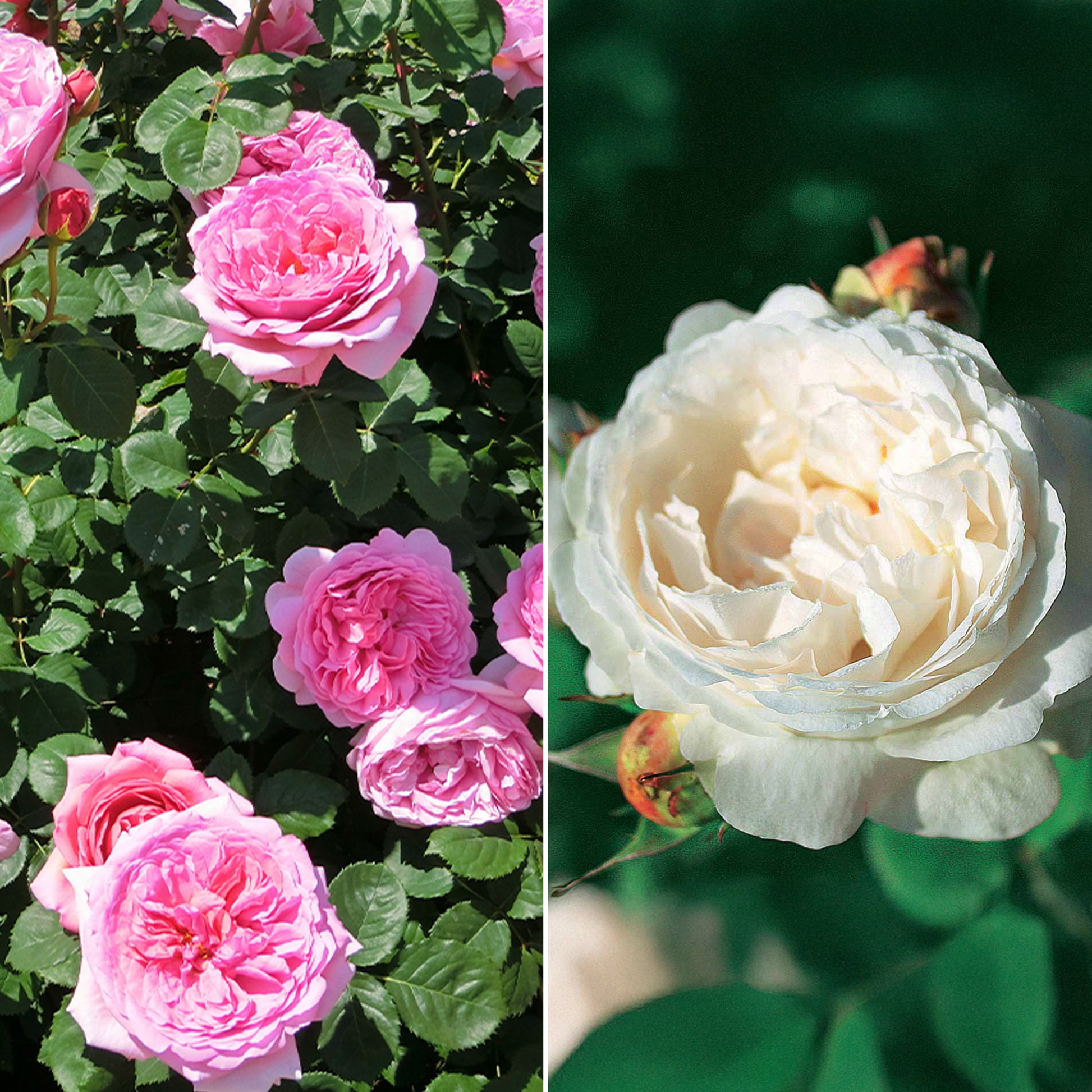 Engelse roos Mix 'Her's Ausgreen'® + 'Ausgreens Winne' (x2) - Rosa 'her's ausgreen' ® (ausblush), 'ausgreen's wi - Tuinplanten