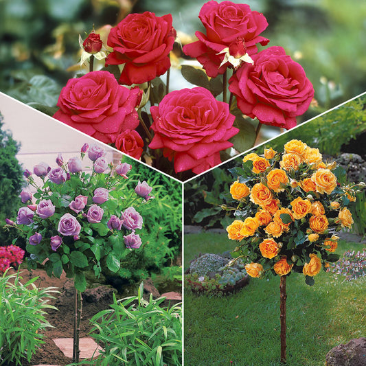 Stamrozen Mix 'Walztime'+ 'Sunsilk' + 'Dame de Coeur' (x3) - Rosa 'walztime' 'sunsilk''dame de coeur' - Plantsoort