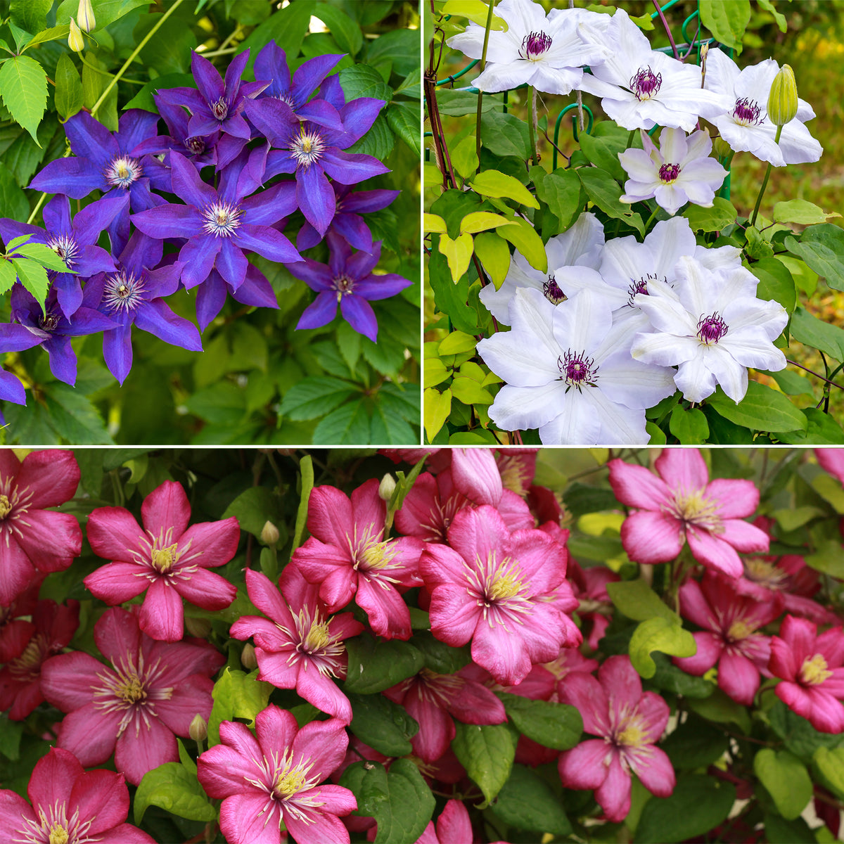 Clematis Collectie: Ville de Lyon, Miss Bateman Ville de Lyon, juffrouw Bateman, voorzitster (x3) - Bakker