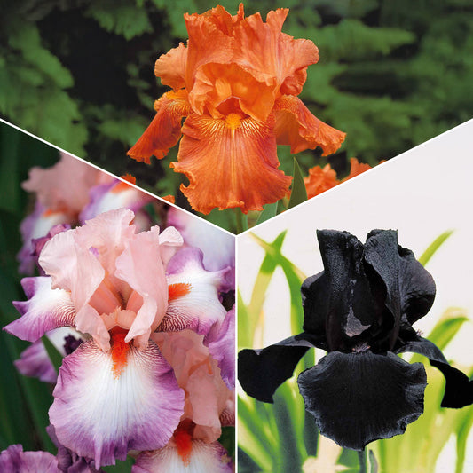 Baardiris Mix 'Depth of Field' + 'Poésie' + 'Study in Black' (x6) - Bakker
