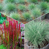 Siergras Mix (x3) - Imperata cylindrica Red Baron, Carex oshimensis Evergreen, Festuca glauca - Tuinplanten