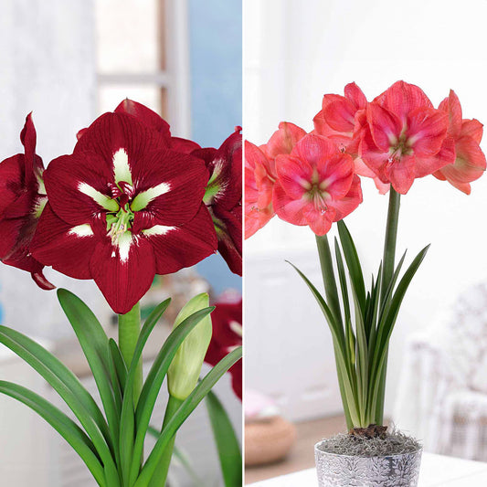 Extra grote amaryllis Mix