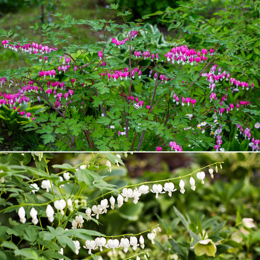 Gebroken hartje Mix - 3x roze + 1x wit (x4) - Bakker
