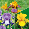 Tuiniris collectie: Lasso, Border, Sangreal (x6) - Iris germanica  (2 lasso, 2 bordure, 2 sangreal) - Tuinplanten