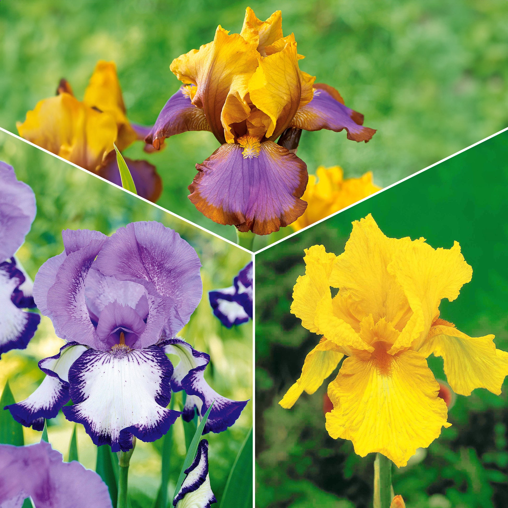 Tuiniris collectie: Lasso, Border, Sangreal (x6) - Iris germanica  (2 lasso, 2 bordure, 2 sangreal) - Tuinplanten