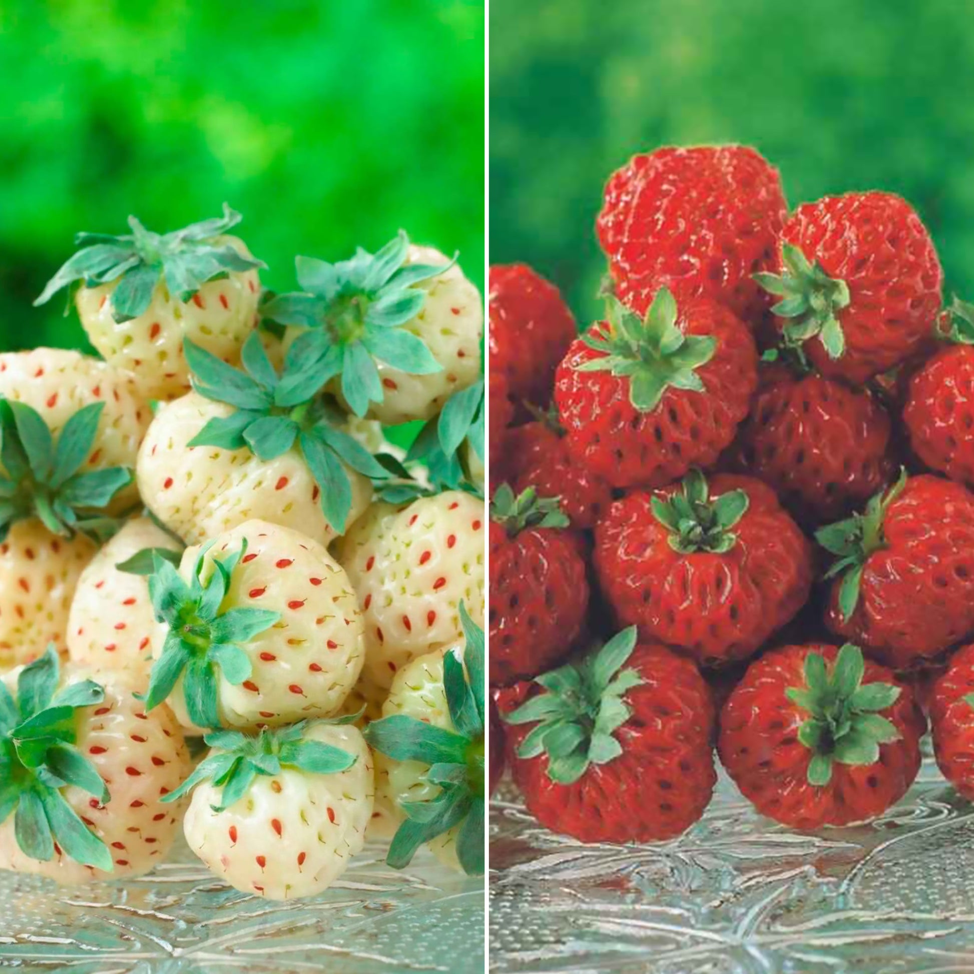 Originele Aardbeiencollectie (x4) - Fragaria pineberry ® framberry ®