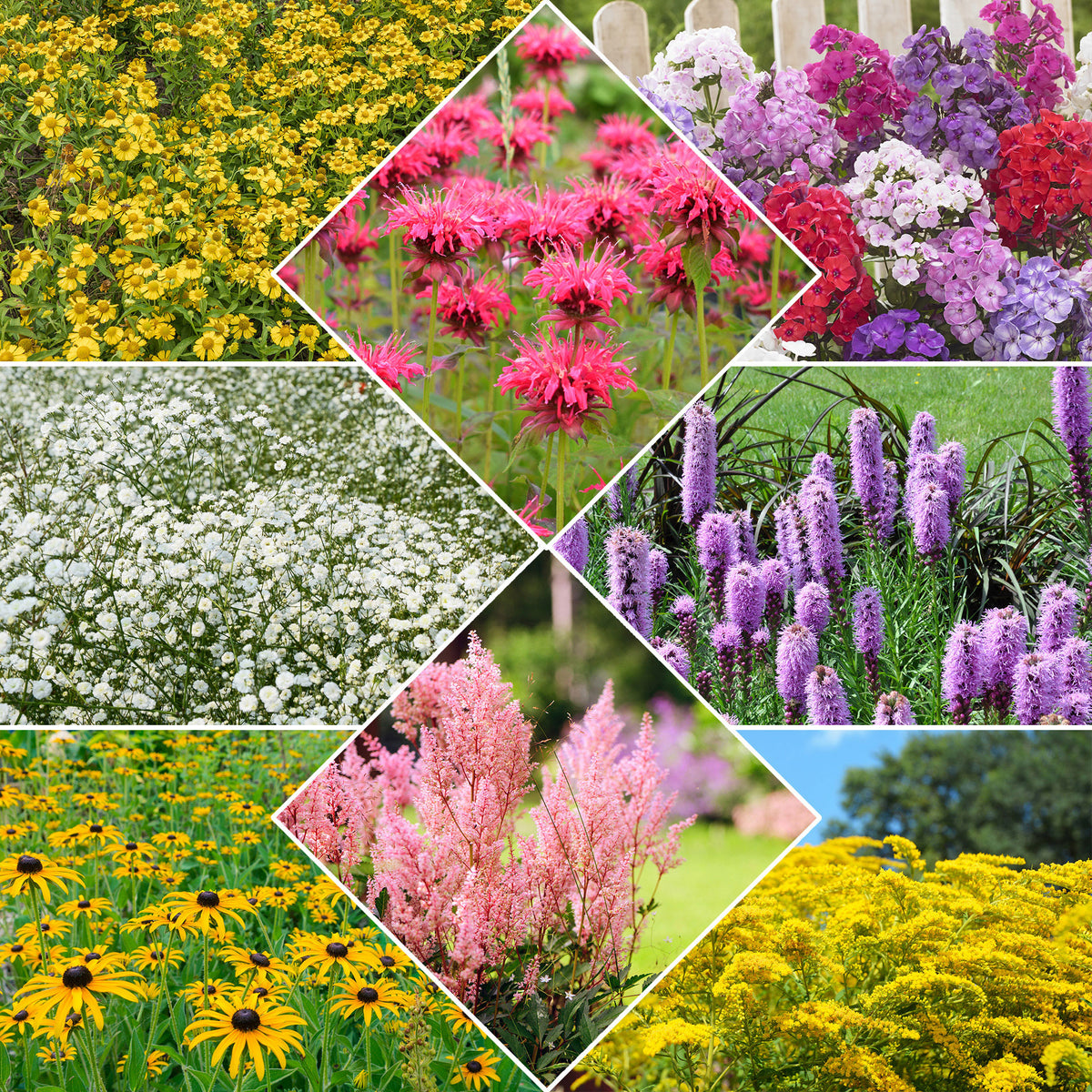 Vaste planten Mix - Bakker