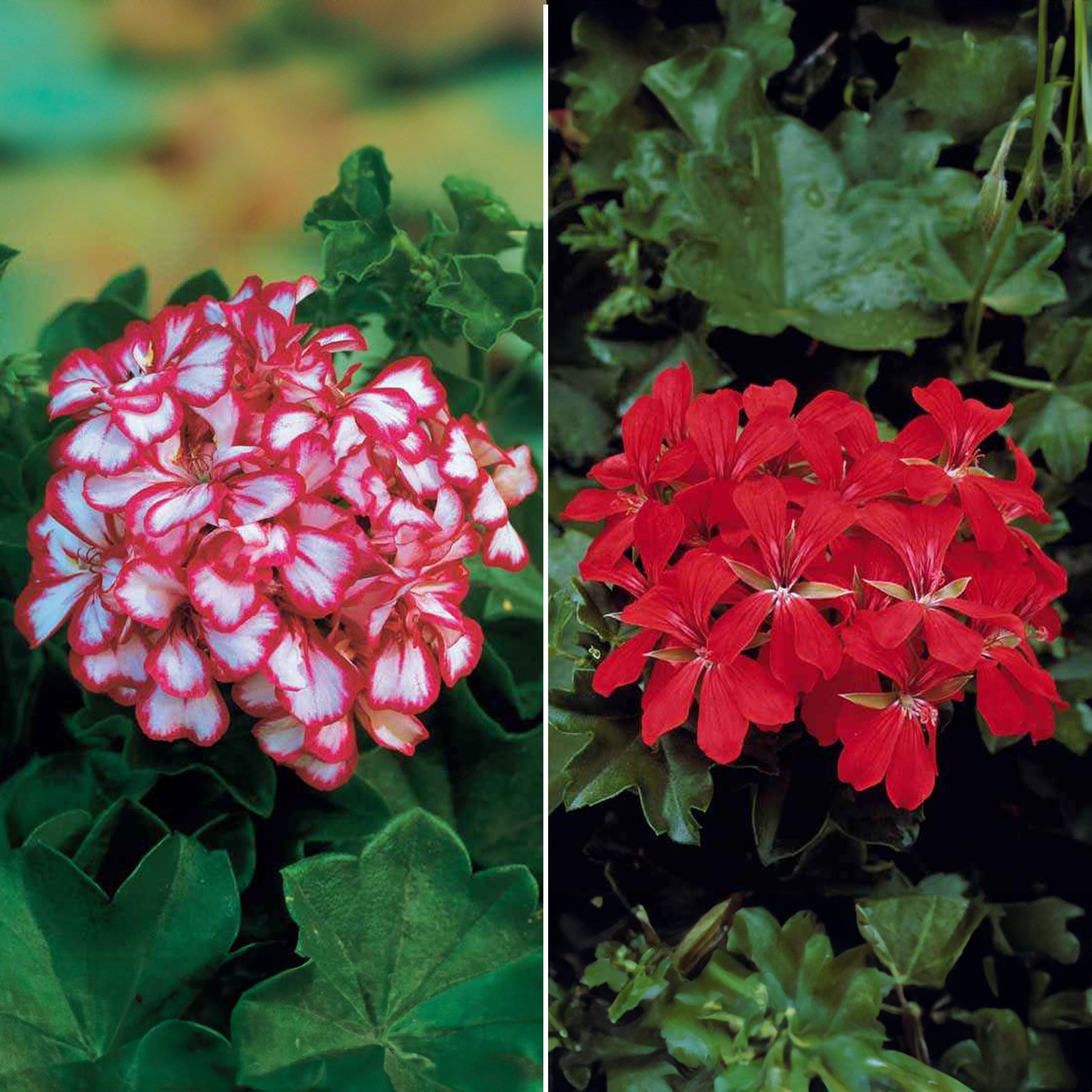 Collectie boomgeraniums: rood en tweekleurig (x6) - Pelargonium peltatum nixe , rouge
