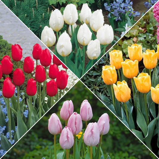 Collectie Langstelige tulpen (x20) - Tulipa - Bloembollen