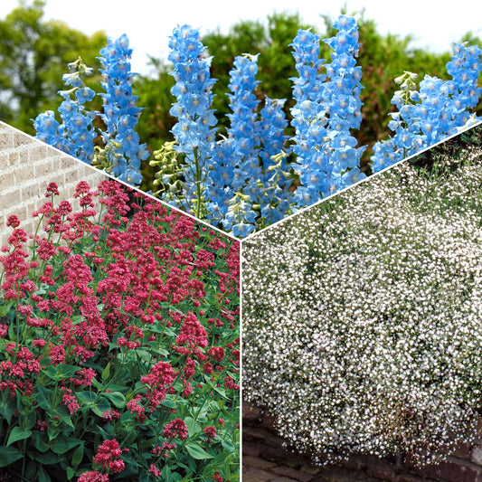 Verzameling vaste planten voor buitenbedden (x11) - Delphinium, gypsophila paniculata, centranthus ruber - Tuinplanten