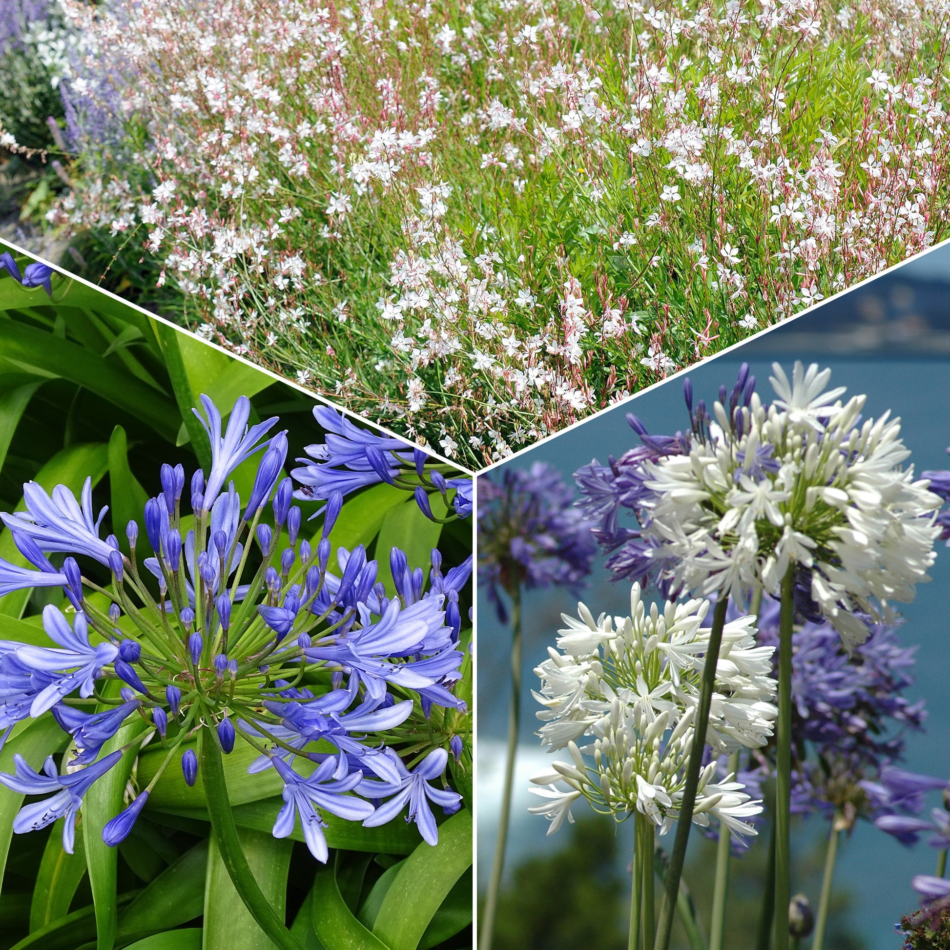 Collectie vaste planten voor tuinen en potten (x7) - Gaura lindheimeri whirling butterflies , agapanthus umbellatus - Terras- en balkonplanten