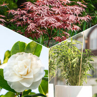 Japanse roos, bamboe, Japanse esdoorn (x3) - Camellia japonica, Arundinaria murielae, Acer palmatum Atropurpureum
