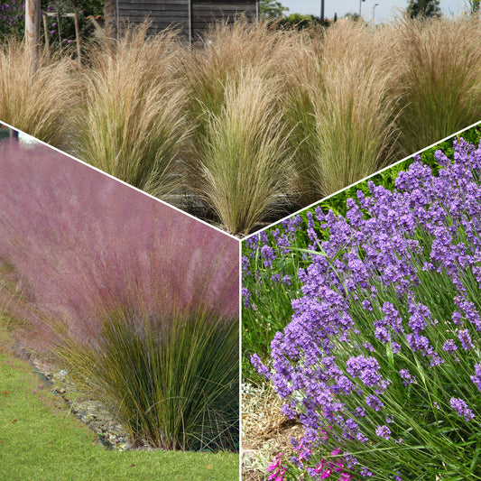 Moderne collectie vaste planten voor buiten (x6) - Stipa tenuissima, Muhlenbergia capillaris, Lavandula angustifolia