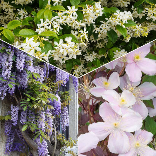 Collectie uitbundig bloeiende klimplanten (x3) - Clematis montana Mayleen , Trachelospermum jasminoides, Wisteria frutescens Amethyst Falls