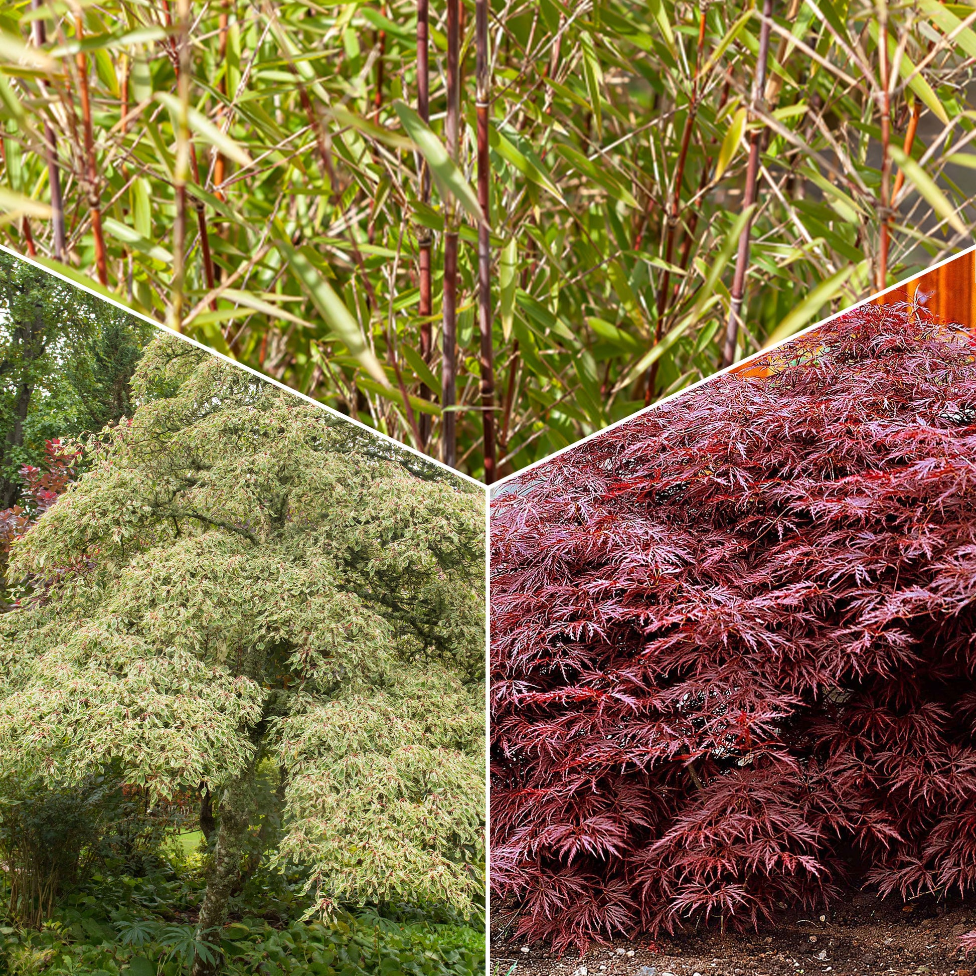 Bamboe, Reuzenkornoelje, Japanse esdoorn (x3) - Fargesia scabrida, cornus controversa, acer palmat - Tuinplanten