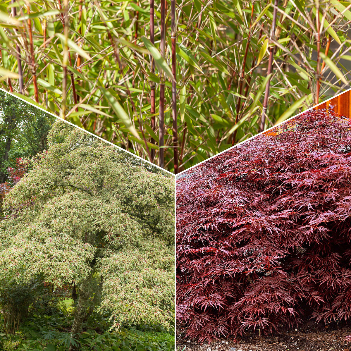 Bamboe, Reuzenkornoelje, Japanse esdoorn (x3) - Bakker
