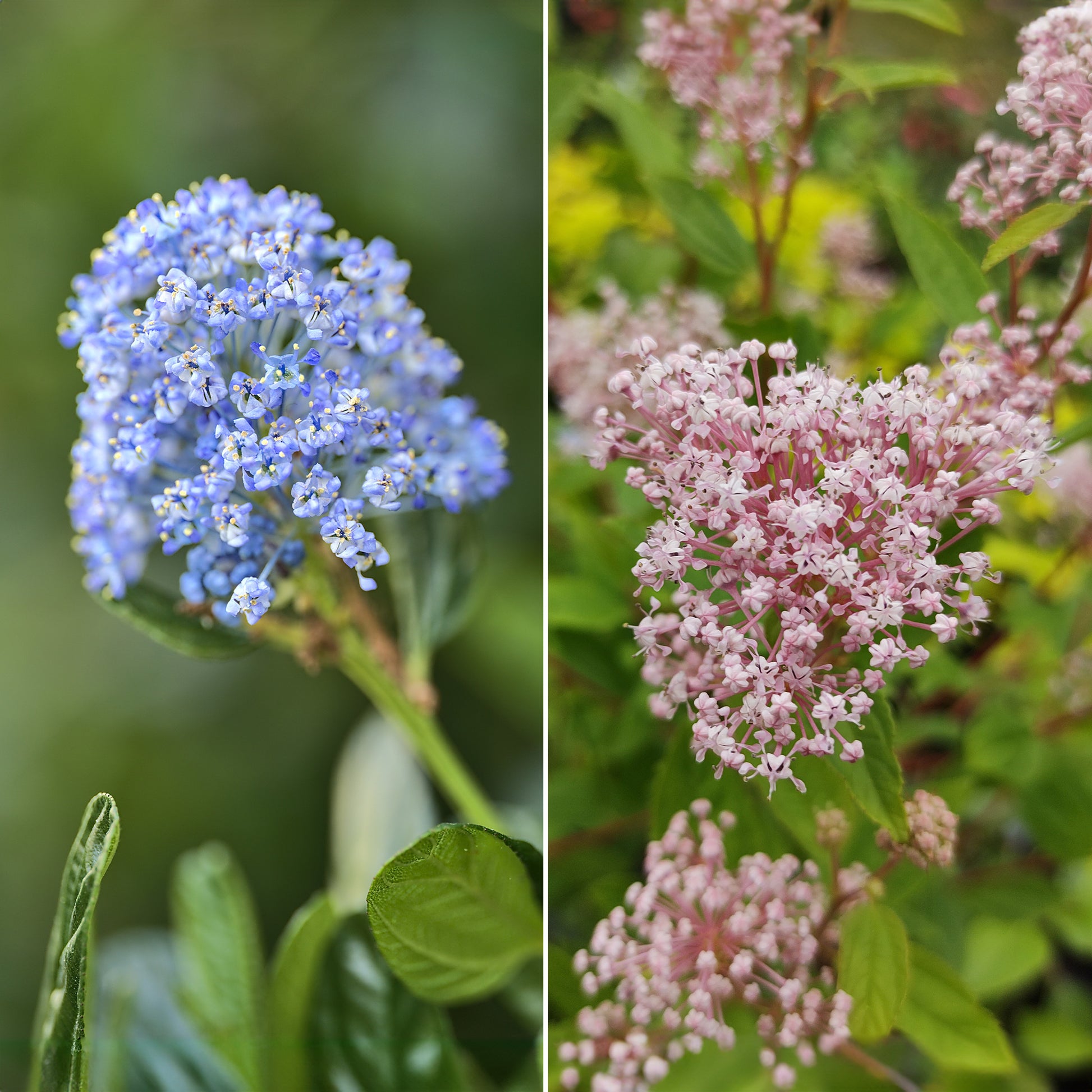 Collectie van Ceanothus (x2) - Ceanothus impressus victoria, ceanothus x pallidus - Tuinplanten