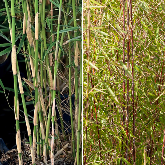 Collectie van niet woekerende bamboe (x2) - Fargesia robusta campbell, fargesia scabrida asian wonder - Plantsoort