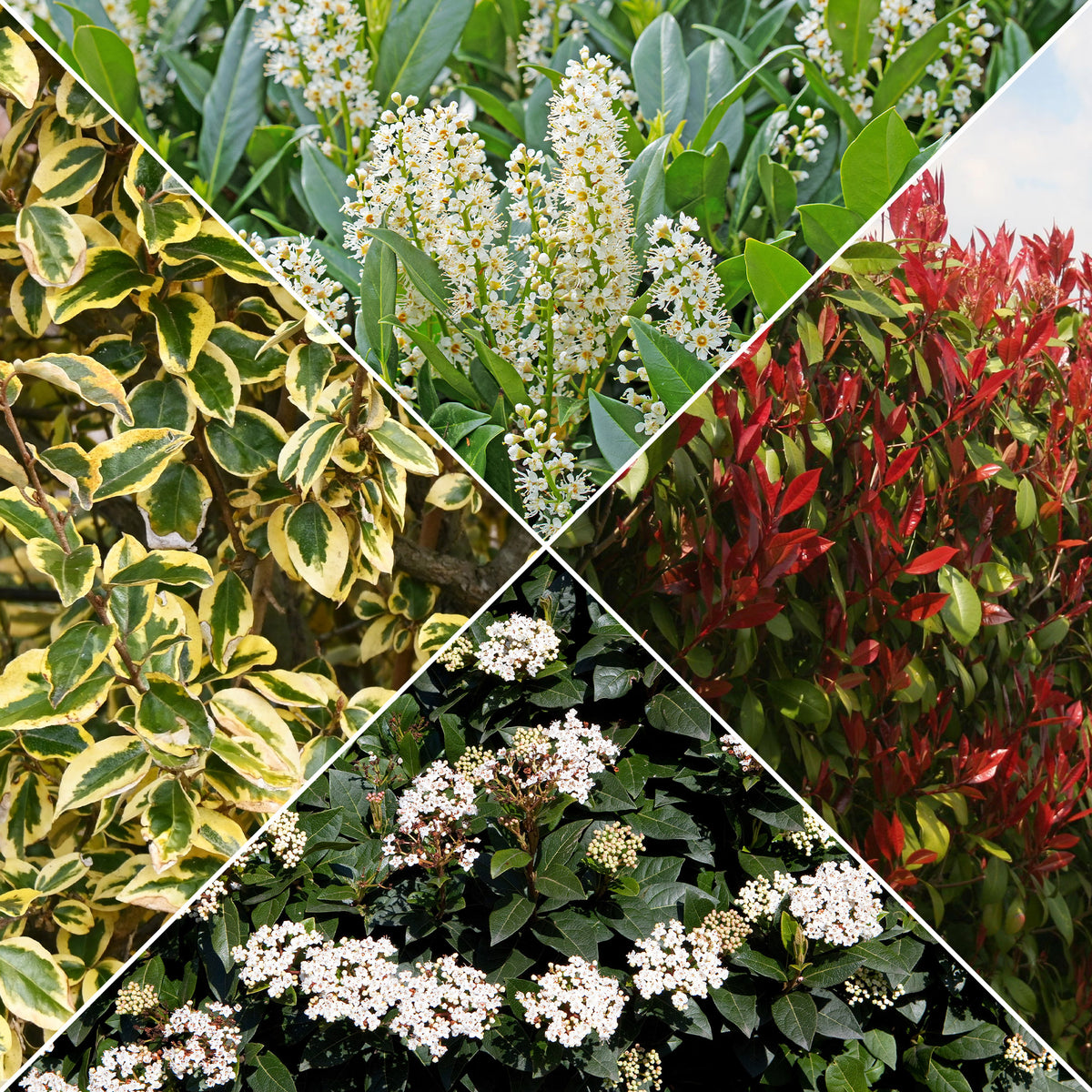 Wintergroene haag (x4) - Bakker