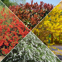 Voorjaarshagen collectie (x4) - Photinia, Forsythia, Spireae Grefsheim , Chaneomeles - Tuinplanten