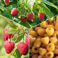 Framboos 'Marastar'® + 'Fallgold' (x6) - Bakker