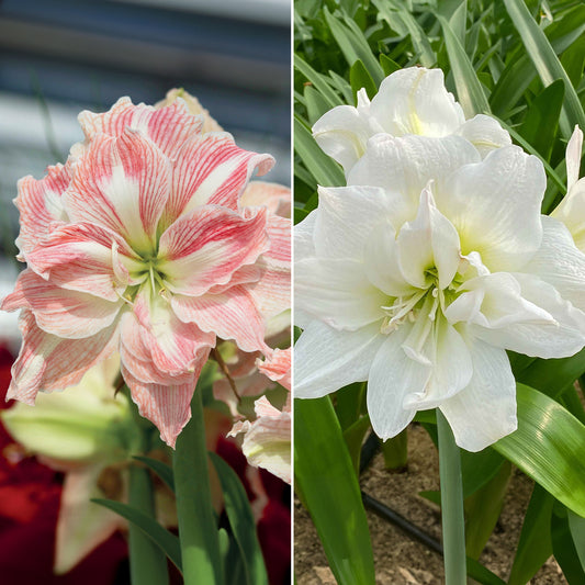 Roze en witte amaryllis Mix