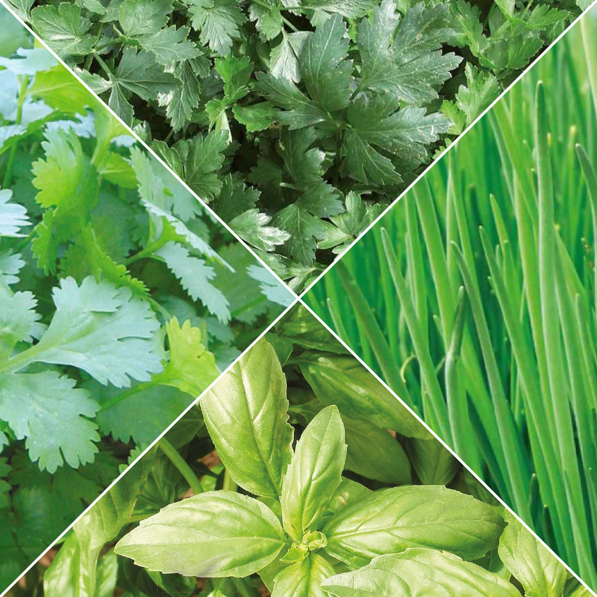 Verzameling biologische kruiden - Collection de 4 aromatiques bio - Moestuin