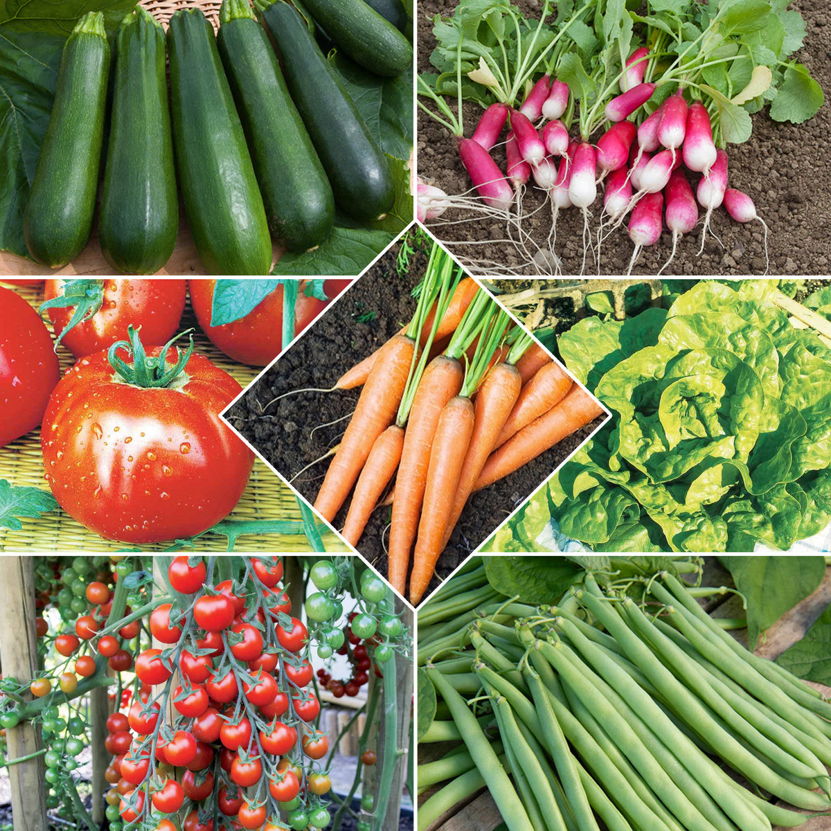 collectie van zaden voor de moestuin - Bakker