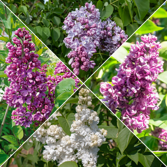 Collectie dubbele seringen: blauw, rood, lila, wit (x4) - Syringa vulgaris - Tuinplanten